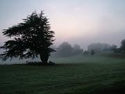 Plants and Trees